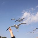 지혜생선마을 이미지