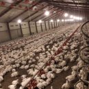 만수양계장 이미지