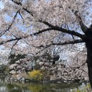 김천시 문화관광해설사의집 | 김천 연화지 벚꽃 막차타기🌸(4/5 개화 현황, 주차장)