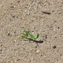 안동백조마을 | 월간 일기. 7월