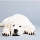 펫퍼스트 24시 강아지분양 고양이분양 파주운정점 이미지