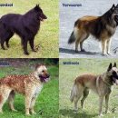 개들의성 이미지