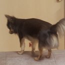 자두랑 호두랑 이미지