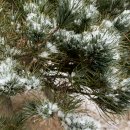 관저서로 이미지