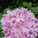 수국을 키워보니 이미지