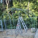 숲속에 닭장..쑥색 계란 이미지