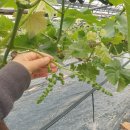 화수농장 이미지