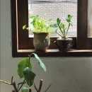 마스다방 이미지