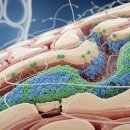 (주)스타메디홀딩스 | 메디포스트 주가 전망과 카티스템 일본 진출 모멘텀 총정리