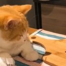 요리하는 집사 이미지