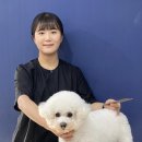 펫글타운 이미지