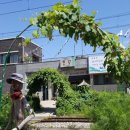 포도가 있는 풍경 이미지