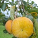 감은골 농장 | [공지] <나눔>차량 단감 예약판매 무료나눔 이벤트 합니다.~^^