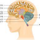 청소년을 위한 뇌과학(니콜라우스 뉘첼, 위르겐 안드리히 글) 이미지