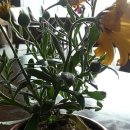 시지우리약국 이미지