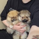 왓츠멍 남양주 강아지분양 이미지