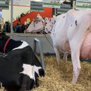 스타인목장 이미지