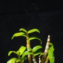 녹산농원 이미지