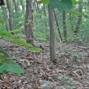 양지-2752 이미지