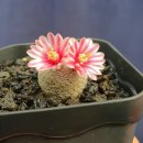 칠석농장 이미지