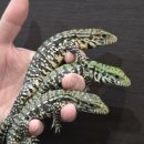 블랙엔화이트 | 귀염뽀짝 아르헨티나 블화테구 베이비 대량 입고! 블랙엔화이트