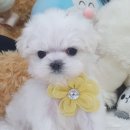 우아펫 대전점 이미지