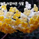 [70편 닥나무] 인류에게 풍요로움을 가져다준 원동력인 종이를 탄생시켜 인쇄문화를 이끌어온 영광스런 식물 이미지