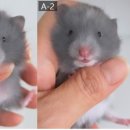 부산햄스터분양 행복햄 이미지