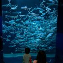 오션파크 | [홍콩 여행] 오션파크 입장권 판다 리얼 후기