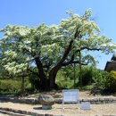 이팝나무길 이미지