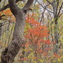 평창 백룡동굴 이미지