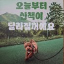 강아지의 품격 | 푸숑 별이 산책의 품격이 달라졌어요! 스위스 큘리 시그니처 하네스 &#39; 썬 오렌지&#39; 컬러 리얼 후기