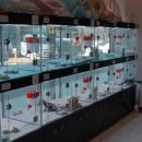 도그월드 이미지