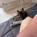 셰퍼트 분양 | 부산셰퍼트분양 부산 저먼셰퍼트분양후기