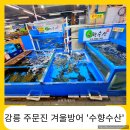 GS25 관산수향점 | 강릉 겨울 방어 광어 활어회 맛집_주문진 수향수산_포장 가능 반려견 펫모차 캐리어 동반 가능