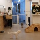 도니바니 애견유치원 | 노원역 애견카페 추천 ! <도니바니>