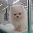 개린이집 강아지분양 고양이분양 전주본점 이미지