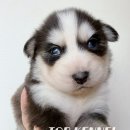 프리미엄 켄넬 이미지