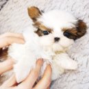 울산 제이앤독 애견샵 네이버블로그