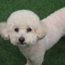 도그런하우스 이미지