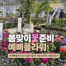 용인 예삐플라워 다녀왔어요 | 봄꽃 가득한 식물 아울렛, 히야신스·루피너스 구입