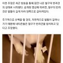 BJ 철구, 반려견 학대 논란에…"내 개, 내가 알아서 하겠다" 이미지