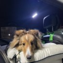 개나리유치원  (추가) 이미지