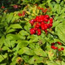 고사농장 이미지