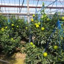 하린농장 이미지