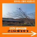 나무나무 | 인천 벌목업체 큰 나무 제거 후기