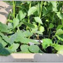 흥부 공설시장 이미지