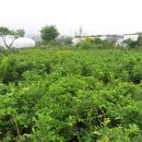 이원농장 이미지