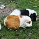 수락동물병원 이미지