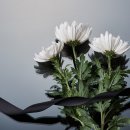 중앙장의사 이미지